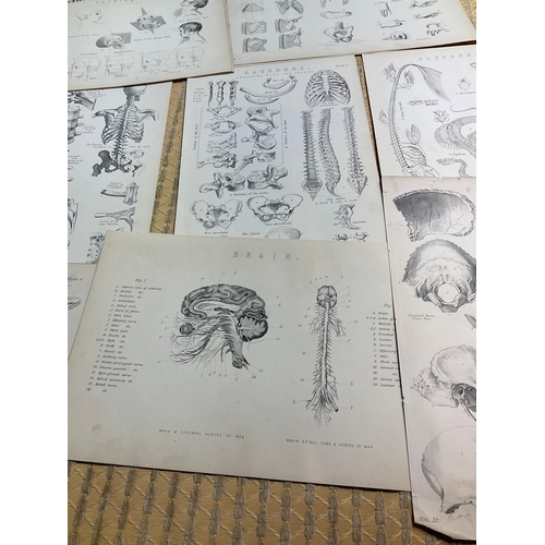 112B - Victorian prints of Anatomy and sculpture