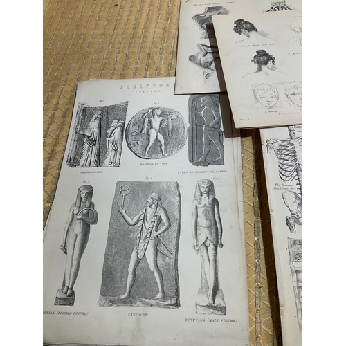 112B - Victorian prints of Anatomy and sculpture