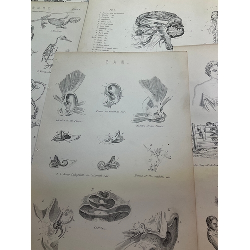 112B - Victorian prints of Anatomy and sculpture