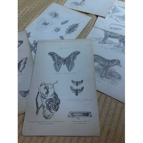 118B - Victorian prints of animals and insects