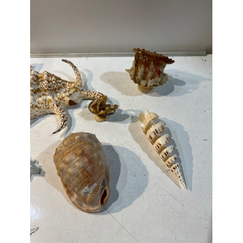 89 - Quantity of various sea shell ornaments