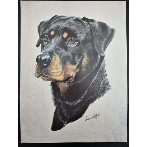 114A - 4 colour dog prints by Brian Hupfield. Boxer, Rottweiler, English Bull Terrier, and Staffordshire Bu... 