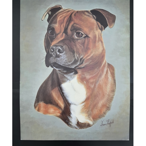 114A - 4 colour dog prints by Brian Hupfield. Boxer, Rottweiler, English Bull Terrier, and Staffordshire Bu... 