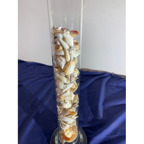 13 - Tall glass jar with collection of sea shells - 24” tall