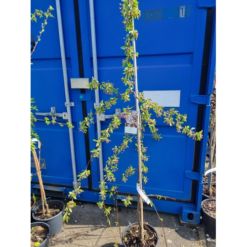 Malus sun rival weeping crab apple approx 5ft