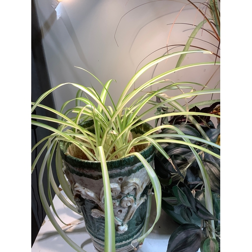 181 - Selection of artificial plants and one plant in pots