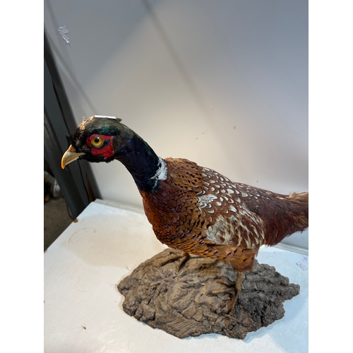 22 - Pheasant taxidermy on wooden plinth base - approx 70cm span