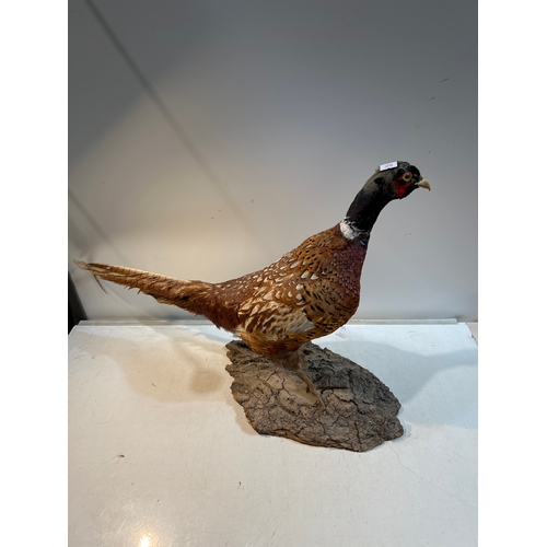 22 - Pheasant taxidermy on wooden plinth base - approx 70cm span