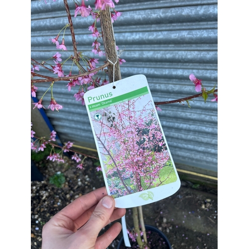 Prunus Incam Okame flowering cherry tree - approx 8ft tall
