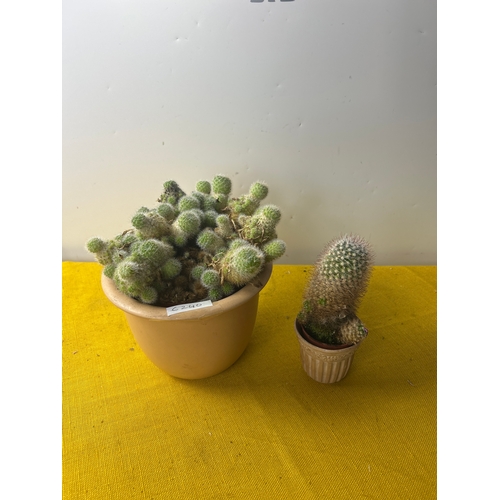 72 - Pair of cacti in pots