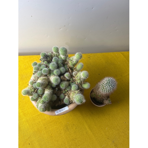 72 - Pair of cacti in pots