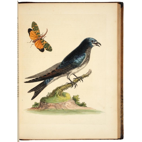 89 - EDWARDS, GEORGEHISTORIE NATURELLE DE DIVERS OISEAUX. III PARTIE.Londres, [1751]. Large 4to, volume 3... 