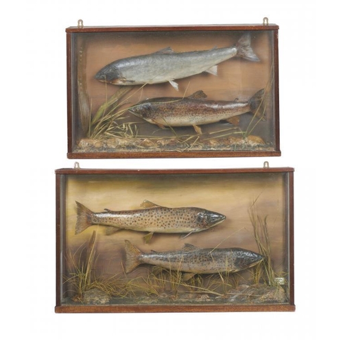 917 - FISH TAXIDERMY.  TWO CASES OF SALMON AND RAINBOW TROUT, LOUGH CORRIB, IRELAND, 1958  realistically m... 