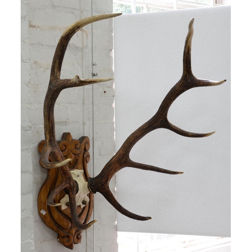 360 - TAXIDERMY. A SET OF ELEVEN POINT DEER ANTLERS MOUNTED ON A CARVED OAK SHIELD, 110CM H