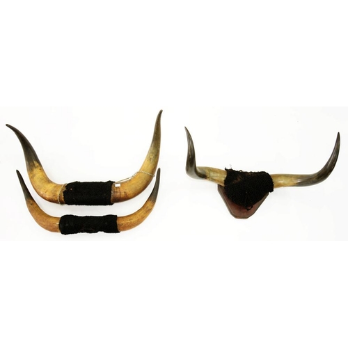 405 - A PAIR OF BUFFALO HORNS MOUNTED ON A MAHOGANY SHIELD AND TWO OTHERS, EARLY 20TH C, 65CM W AND SMALLE... 