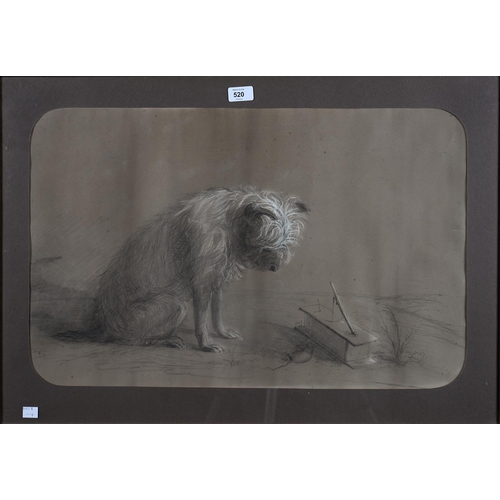 520 - BRITISH SCHOOL, A TERRIER, BLACK AND WHITE CHALK ON COLOURED PAPER, 42 X 66CM