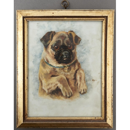 1025 - An Edwardian picture of a pug dog,  in a blue ribbon with bell, oil on white opaque glass, 21.5 x 16... 