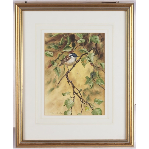1557 - Robin Gibbard - Coal Tit on a Branch, with catkins and spiders web, watercolour heightened with body... 