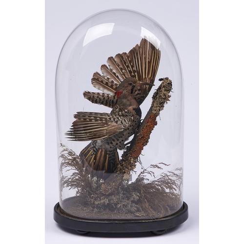 1200B - Taxidermy. Northern Flicker (Collaptes Auratus), naturalistic setting beneath a glass dome, ebonised... 