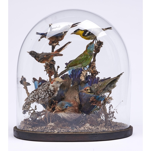 1200C - Taxidermy. A collection of British and exotic birds, to include kingfisher, woodpecker, finches, yel... 