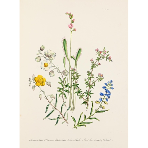 376 - Loudon [Jane] Mrs - British Wild Flowers, second edition, hand coloured plates, half title, contempo... 