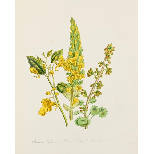 376 - Loudon [Jane] Mrs - British Wild Flowers, second edition, hand coloured plates, half title, contempo... 