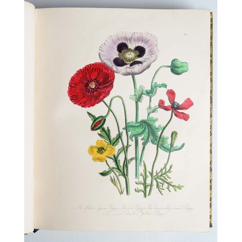 376 - Loudon [Jane] Mrs - British Wild Flowers, second edition, hand coloured plates, half title, contempo... 