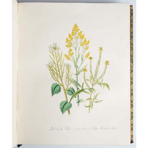 376 - Loudon [Jane] Mrs - British Wild Flowers, second edition, hand coloured plates, half title, contempo... 