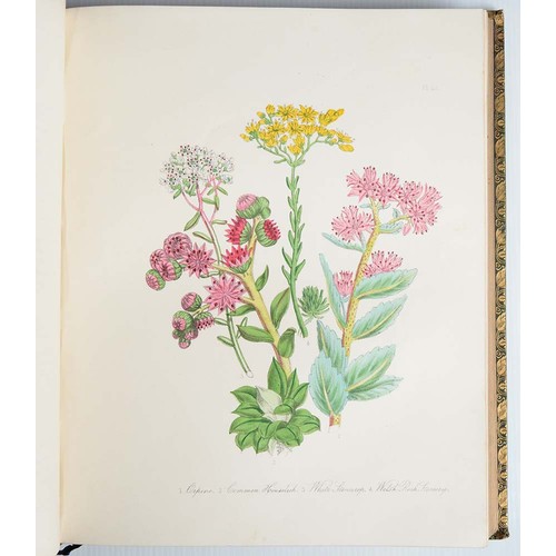 376 - Loudon [Jane] Mrs - British Wild Flowers, second edition, hand coloured plates, half title, contempo... 