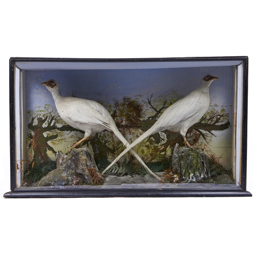 580 - Taxidermy. A pair of common pheasant (white / leucistic) in naturalistic setting, with painted backg... 