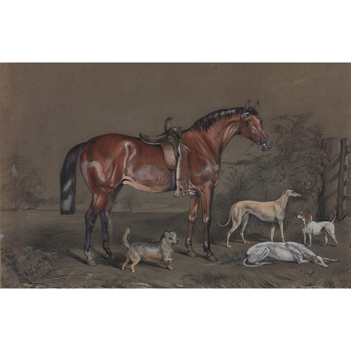 1181 - J Carter, 1854 - Portrait of a Chestnut Hunter, Hounds and two other dogs, signed and dated, ink and... 