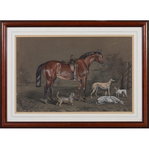 1181 - J Carter, 1854 - Portrait of a Chestnut Hunter, Hounds and two other dogs, signed and dated, ink and... 