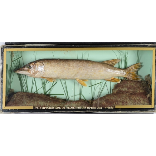 931 - Fish taxidermy. Pike, mounted in glazed case with inscription dated 2001, 32 x 73cm