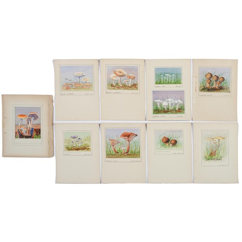 909 - F Adams - Studies of Funghi, one signed, all inscribed with location and identification, watercolour... 