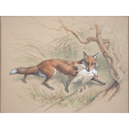 334 - Basil Nightingale (1864-1940) - A Fox, signed, mixed media on coloured paper, 44 x 58cm... 