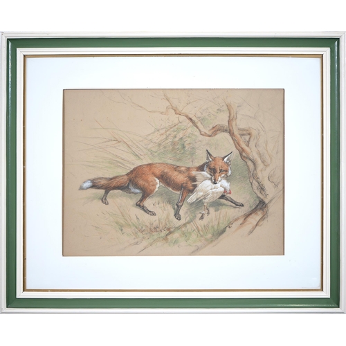 334 - Basil Nightingale (1864-1940) - A Fox, signed, mixed media on coloured paper, 44 x 58cm... 