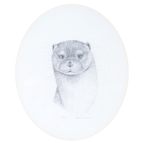 1157 - Patrick A Oxenham (1922-1996) - Otter, signed and inscribed, pencil, oval, 30cm