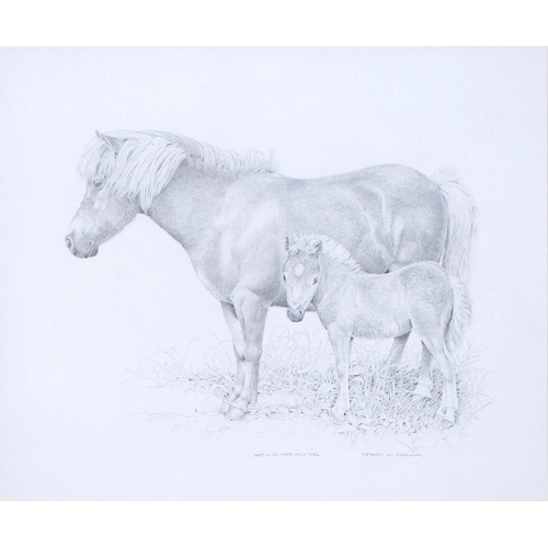 1158 - Patrick A Oxenham (1922-1996) - Shetland Mare and Foal, signed and inscribed, pencil, 30 x 36.5cm... 