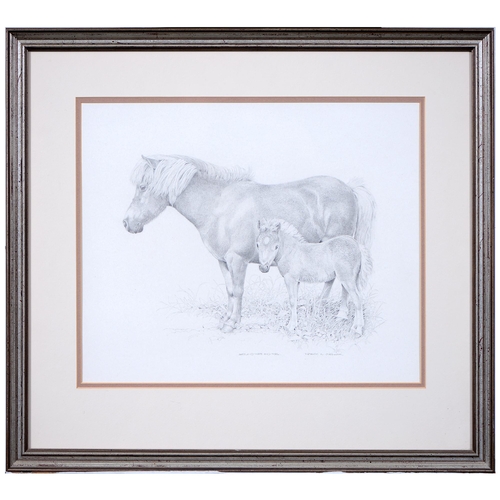 1158 - Patrick A Oxenham (1922-1996) - Shetland Mare and Foal, signed and inscribed, pencil, 30 x 36.5cm... 