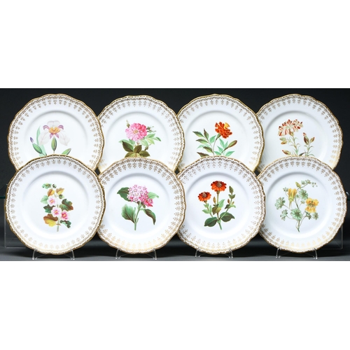 620 - A set of eight Staffordshire bone china botanical dessert plates, c1840 with gilt border and shaped ... 