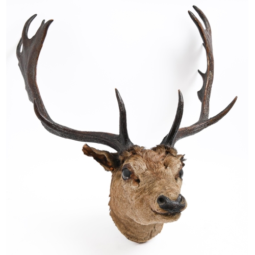 351 - Taxidermy. Head of a deer, early 20th c, with antlers and glass eyesThe collection of C. W. Briggs (... 