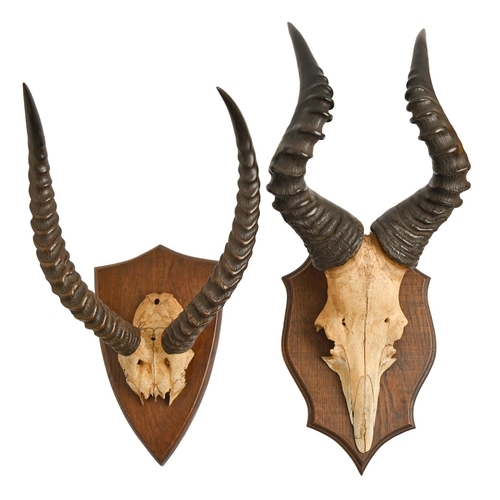 478 - Game hunting. Two trophies, early 20th c, deer horns with skull plate, each on oak shield, 70 and 40... 