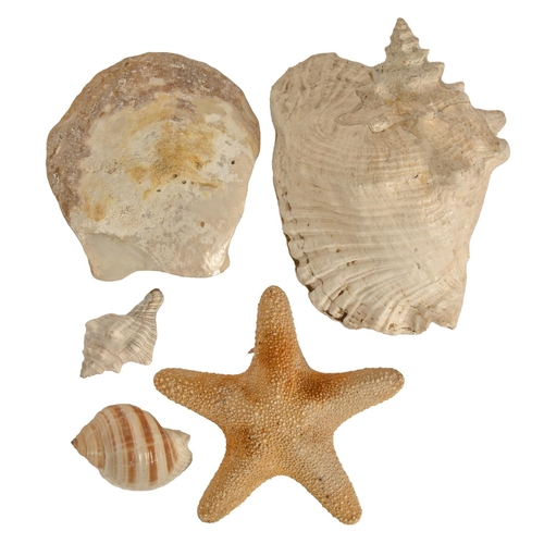 489 - A bull mouth clam shell and four other seashells (5)