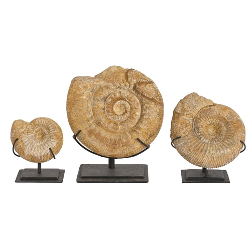 494 - Fossils. Three ammonites, 10-18cm, metal stands