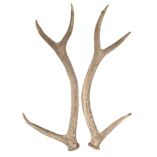 541 - A pair of six-point stag antlers, the largest 89.5cm l, a taxidermy wading bird, ebonised square bas... 