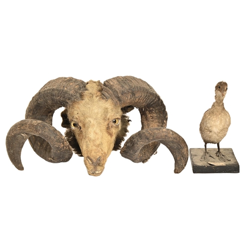 541 - A pair of six-point stag antlers, the largest 89.5cm l, a taxidermy wading bird, ebonised square bas... 