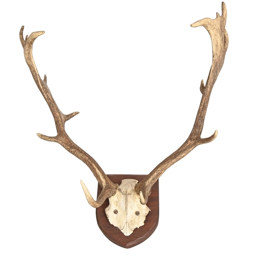 563 - A pair of deer antlers and skull plate, mounted, 60cm h