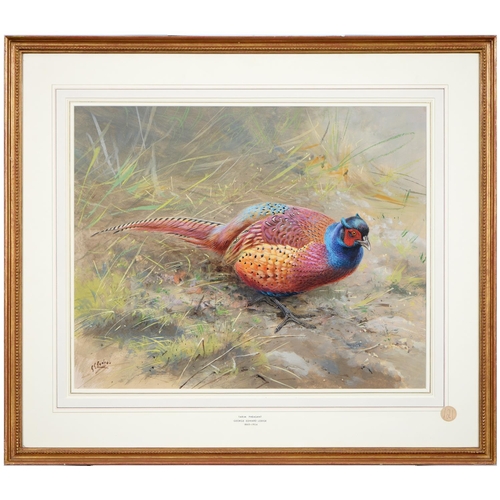 689 - George Edward Lodge FZS (1860-1954) - Tarin Pheasant, signed, watercolour, 46.5 x 58cm... 