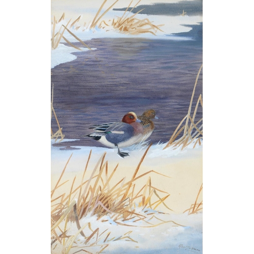 702 - Philip Rickman (1891-1982) - Wigeon, signed, watercolour, 45.5 x 27cm