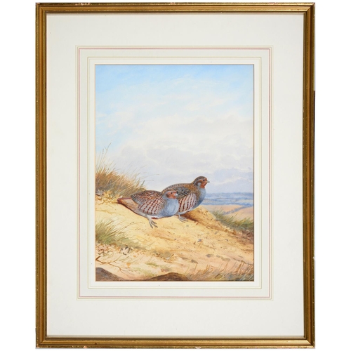 703 - Philip Rickman (1891-1982) - Partridge, signed, watercolour 37 x 27cm